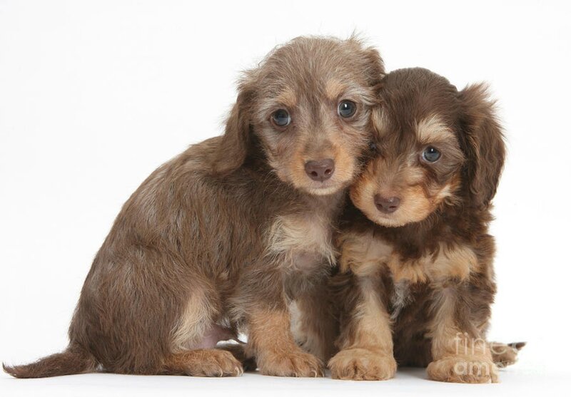 Two Dachshund Puppies — Brown, Innocent, Photograph
