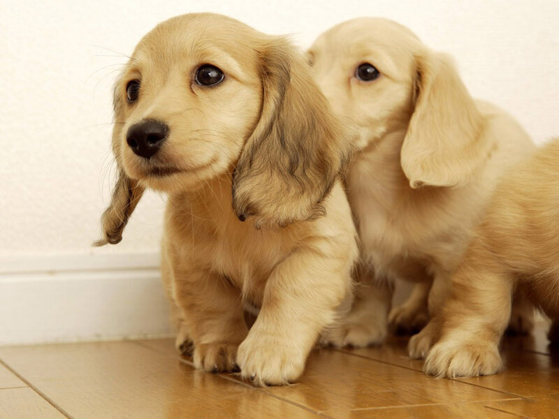 Two Dachshund Puppies — Brown, Innocent