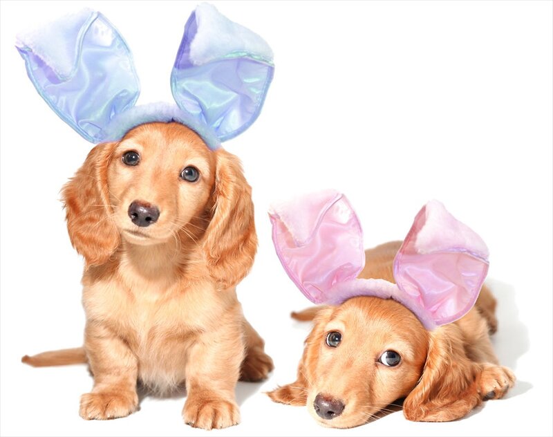 Two Dachshund Puppies — Brown, Playful, Photograph