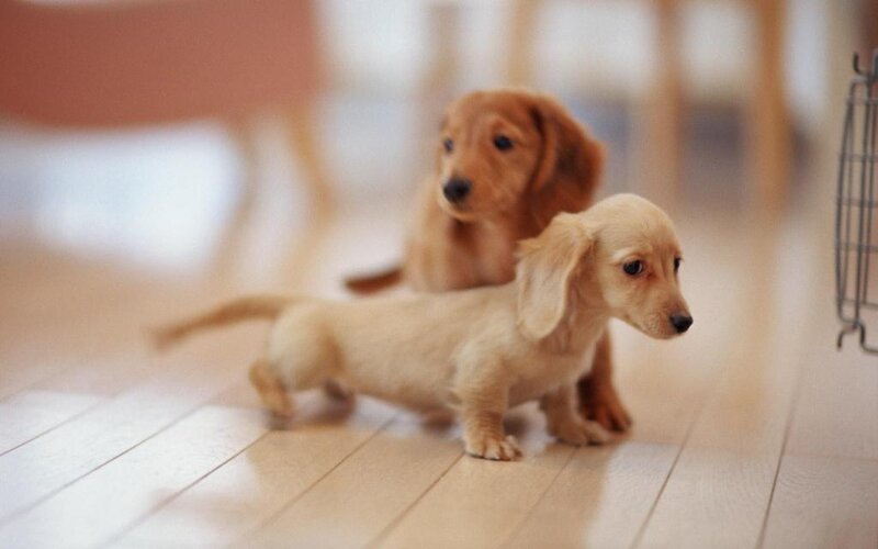 Two Dachshund Puppies — Brown