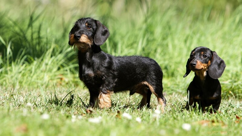 Two Dachshund Puppies — Green