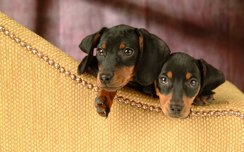 Two dachshund puppies on a couch
