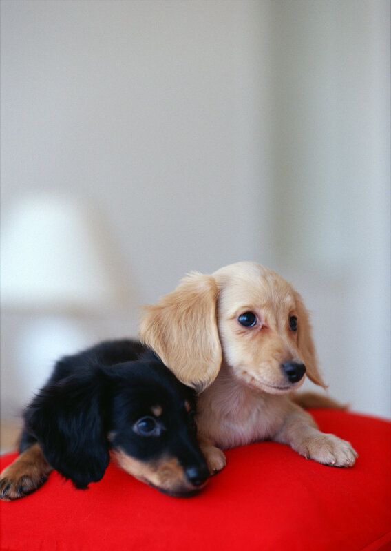 Two dachshund puppies on a red cushion