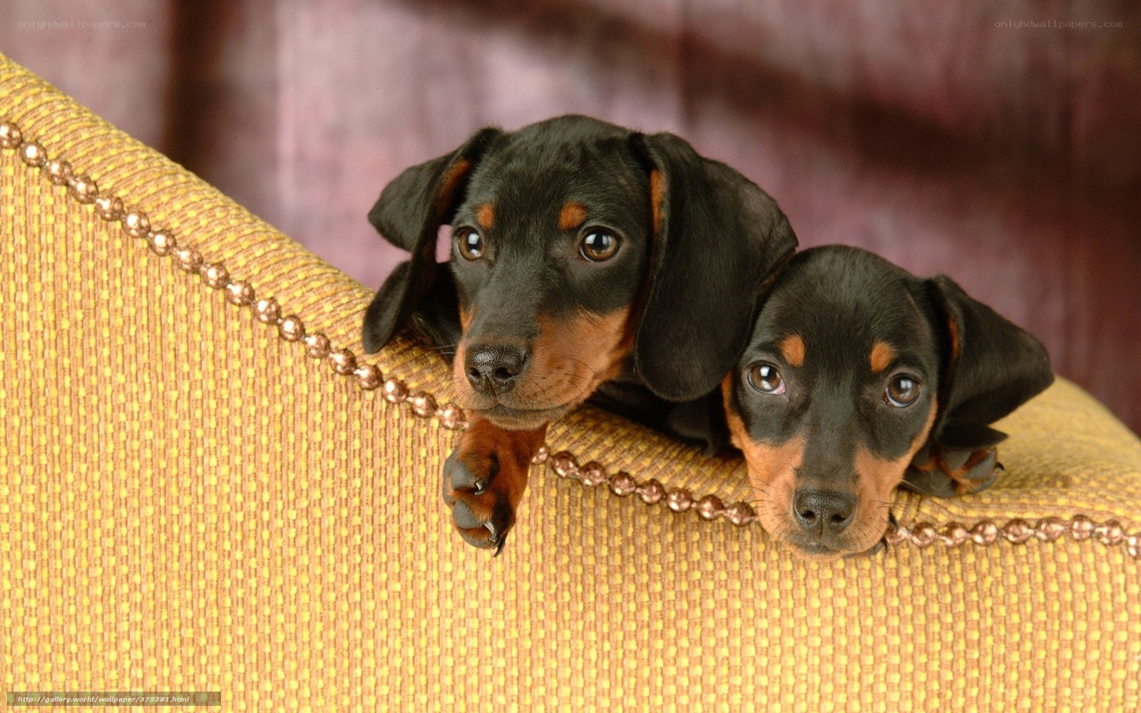 Two dachshund puppies on couch