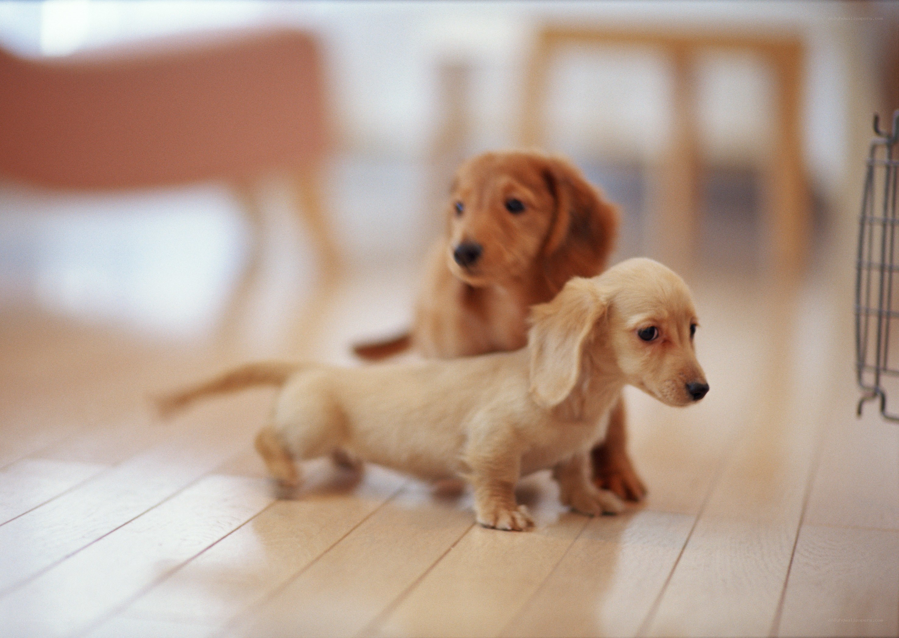 Two dachshund puppies on floor