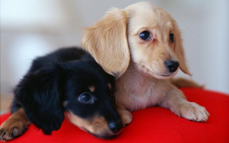 Two dachshund puppies on red
