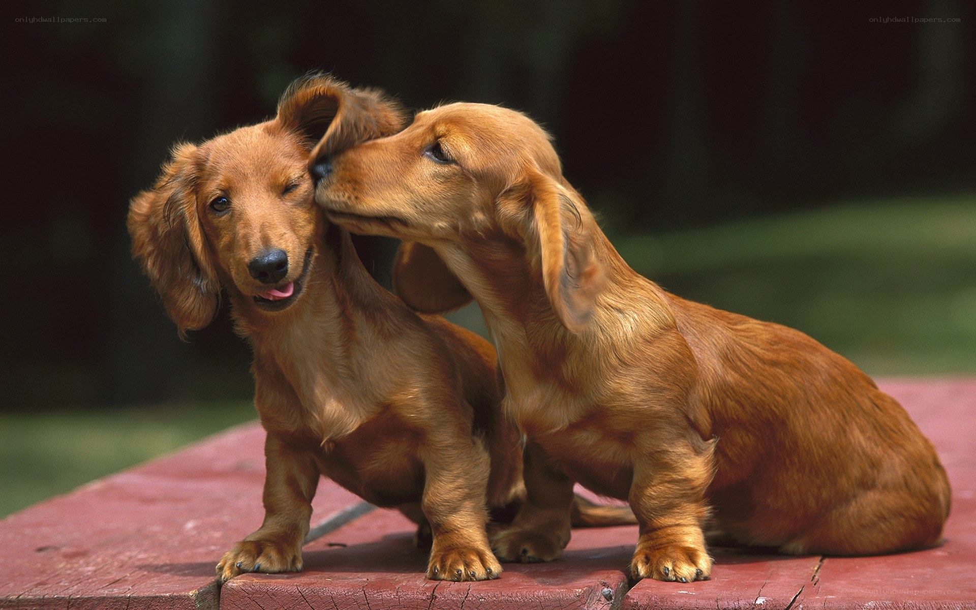 Two dachshund puppies playing