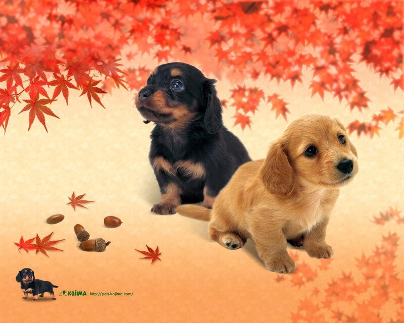 Two Dachshund Puppies — Red