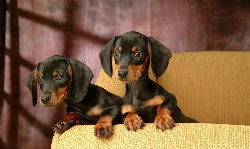 Two Dachshund Puppies