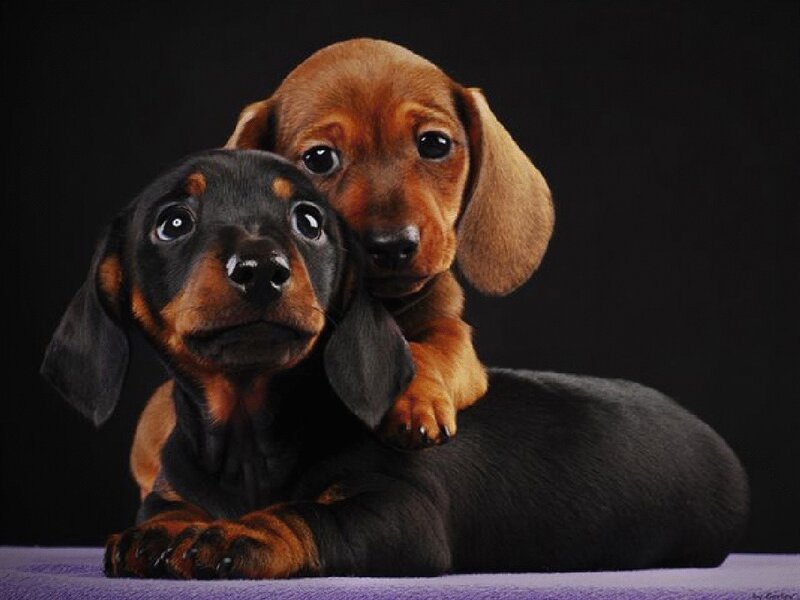 Two dachshund puppies together