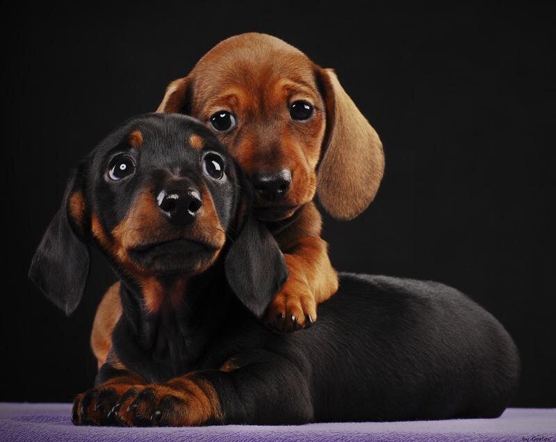 Two dachshund puppies together