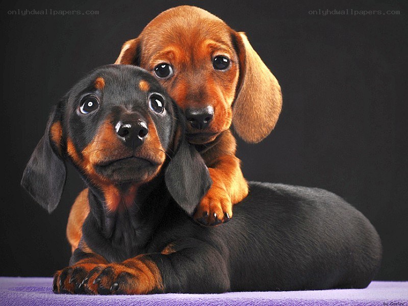 Two dachshund puppies together