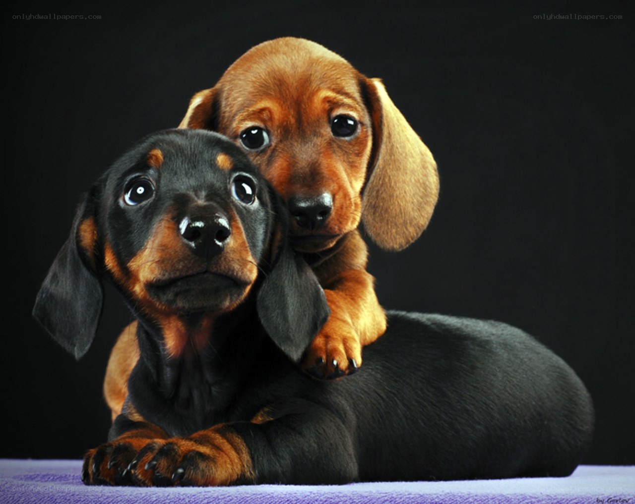 Two dachshund puppies together