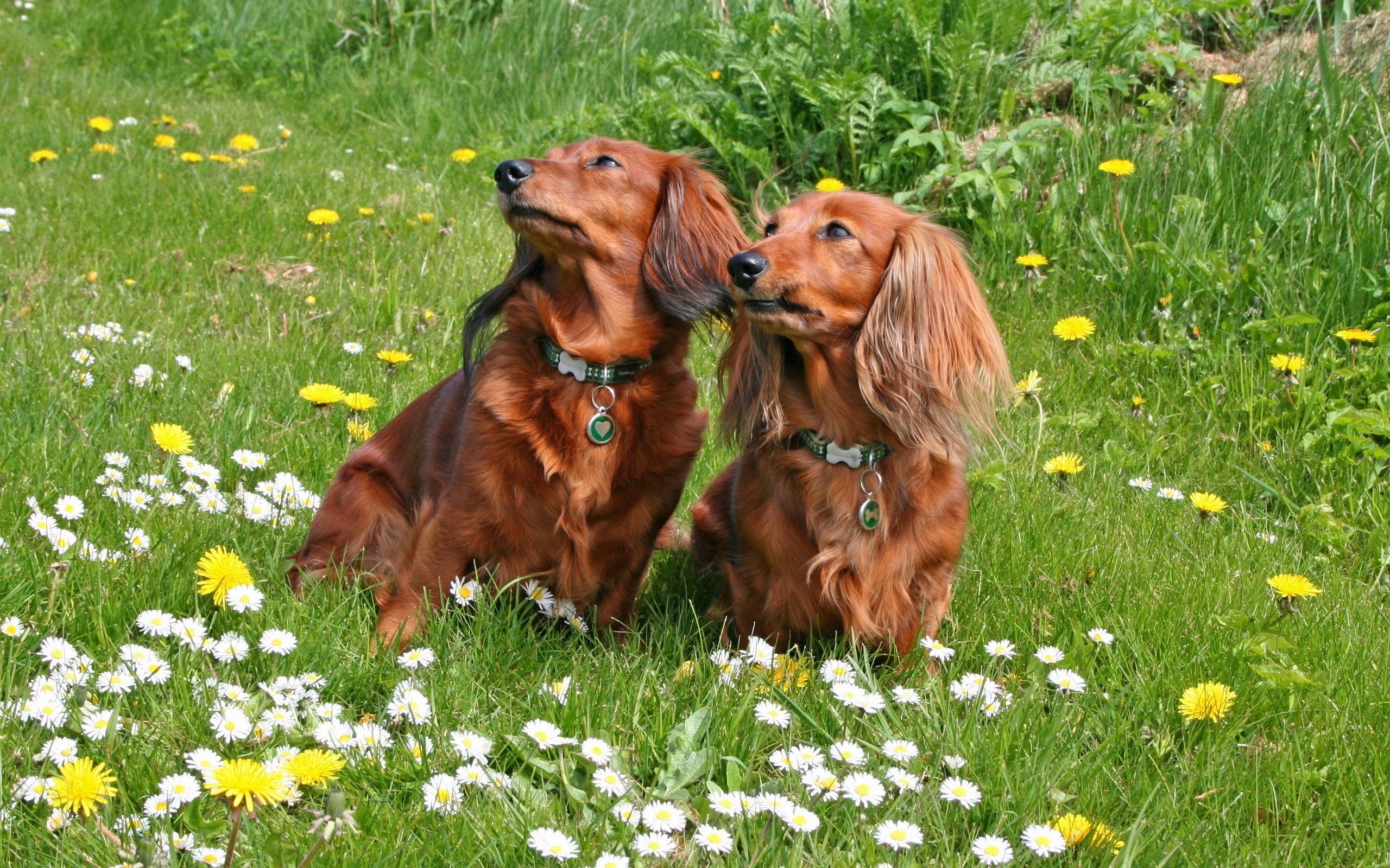 Two dachshunds in a flower field