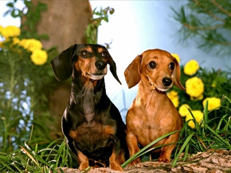 Two dachshunds in a garden