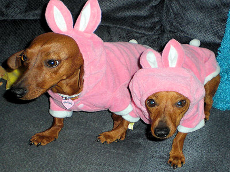Two dachshunds in bunny costumes