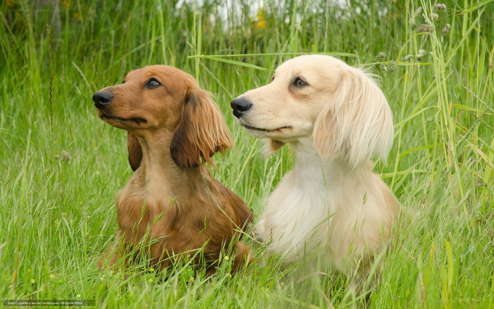 Two dachshunds in grass