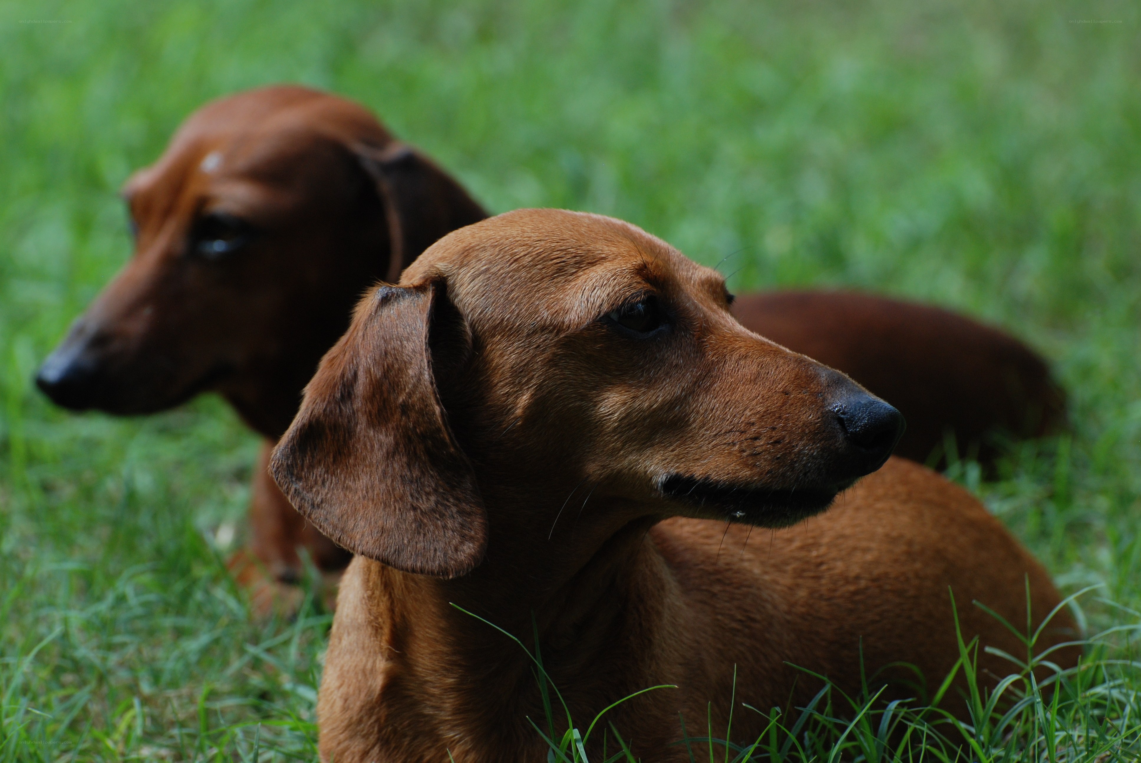 Two dachshunds in the grass