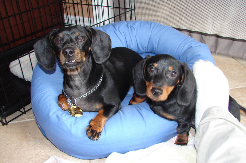 Two dachshunds on a bed