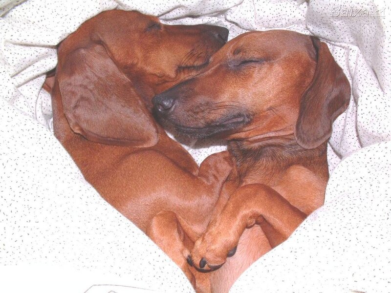 Two Dachshunds Sleeping — Brown
