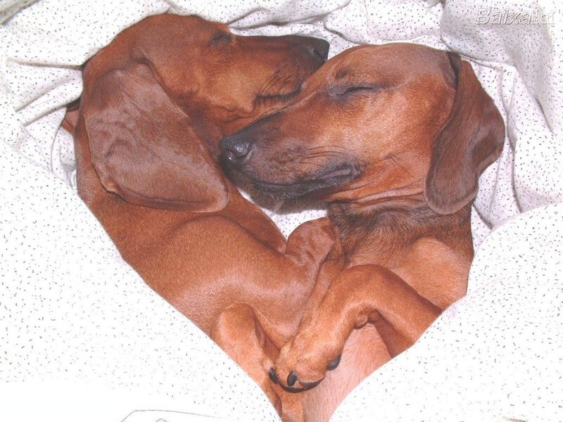 Two Dachshunds Sleeping
