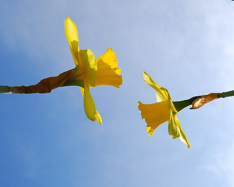 Two daffodils against blue sky