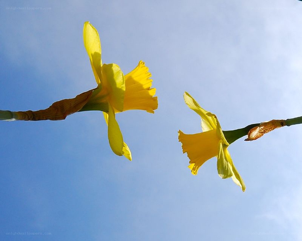 Two daffodils against blue sky