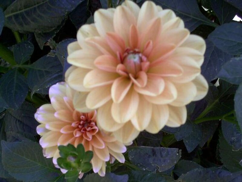 Two Dahlia Flowers — Cream