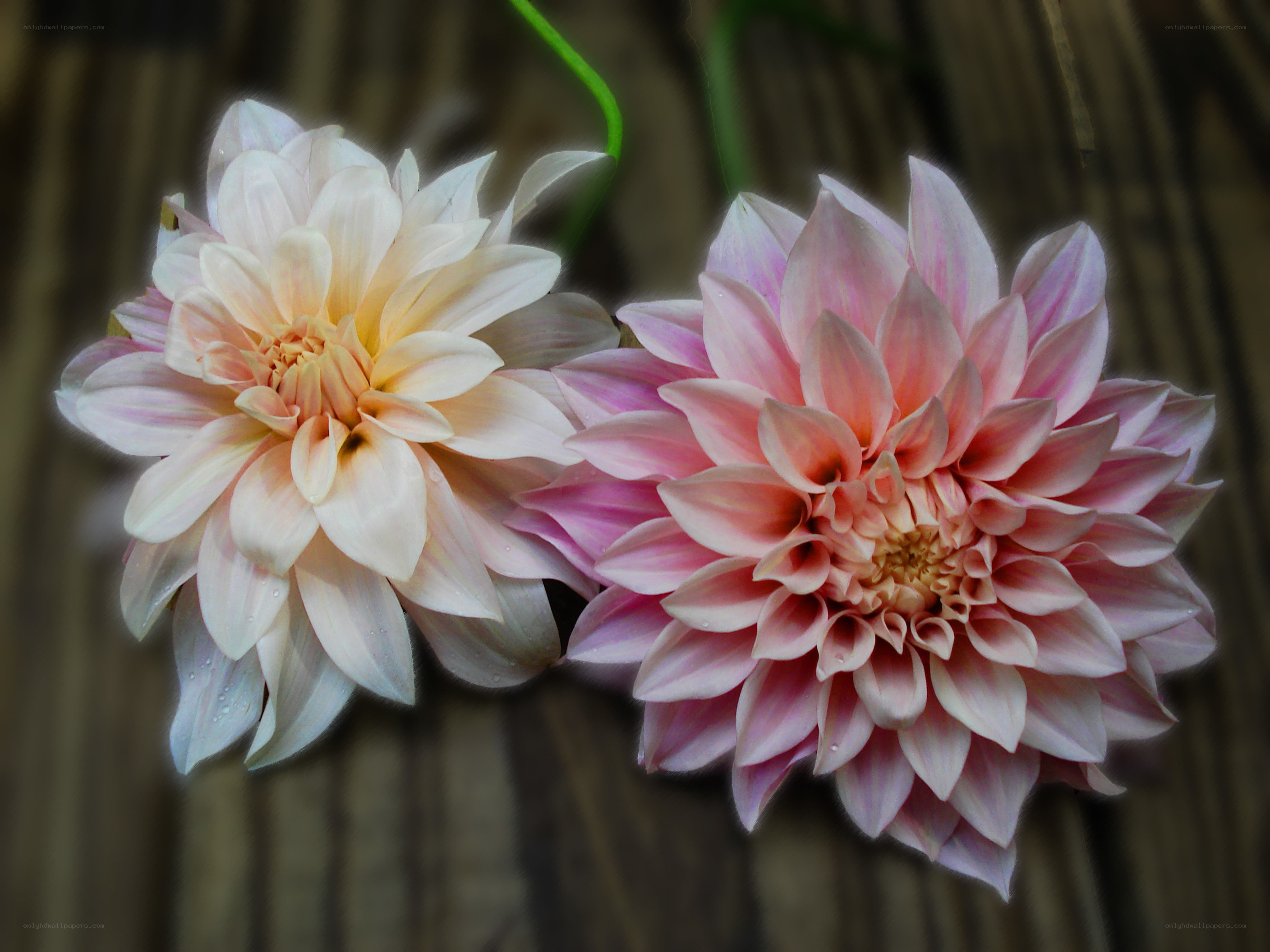 Two dahlia flowers in bloom