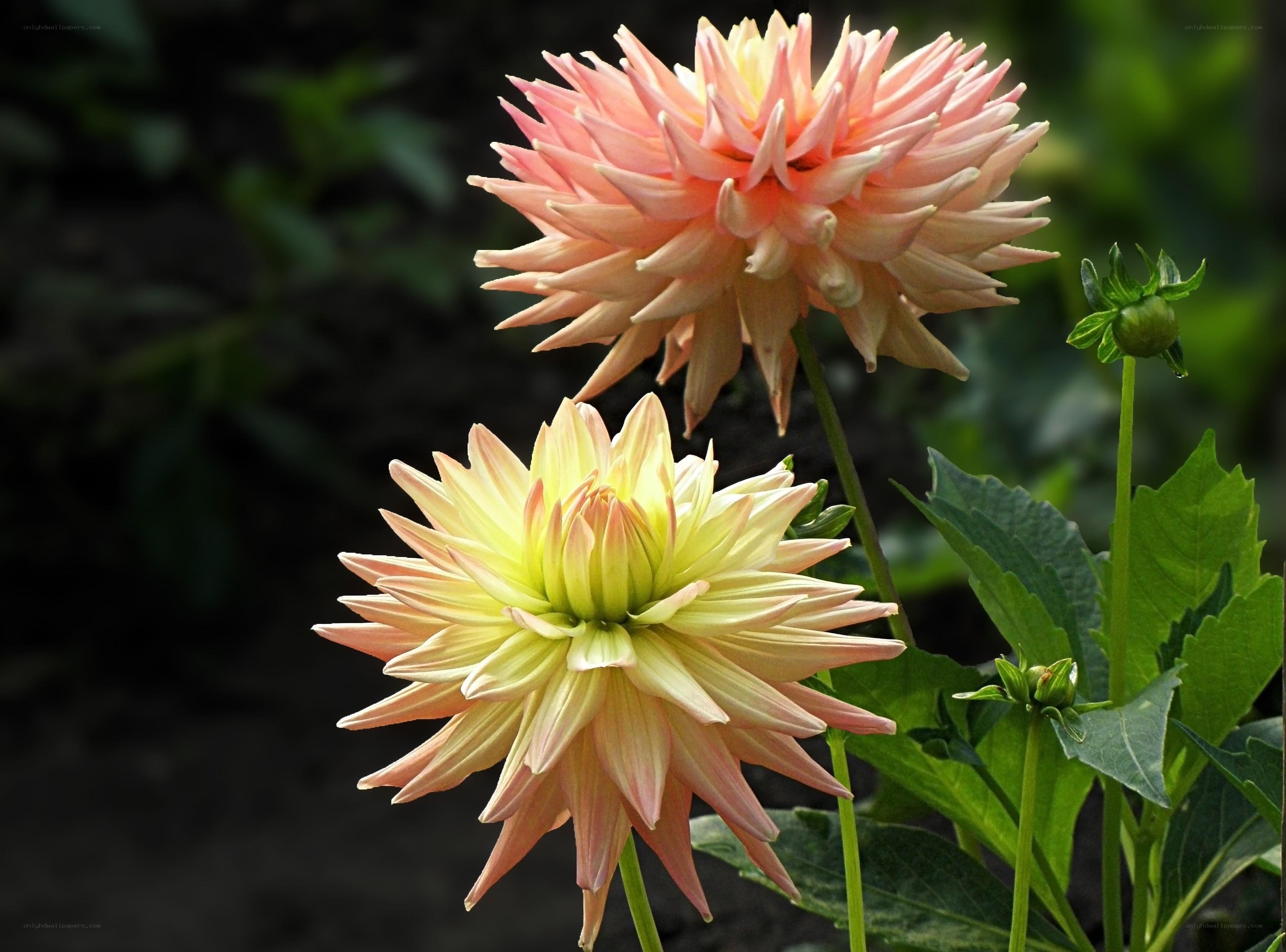 Two dahlia flowers in bloom