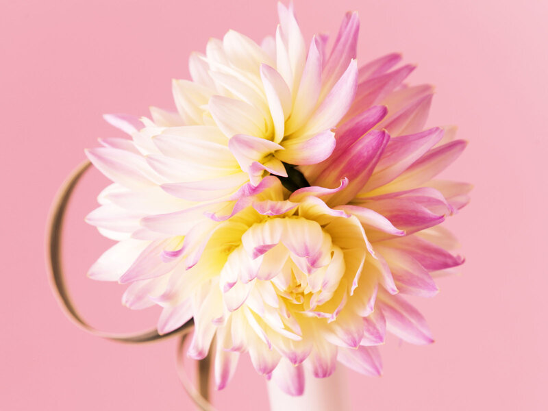 Two Dahlia Flowers — Pink