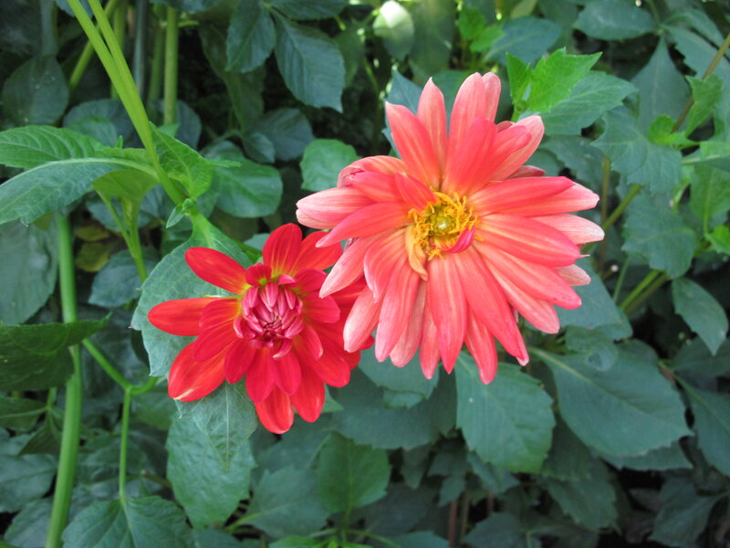 Two Dahlia Flowers — Red