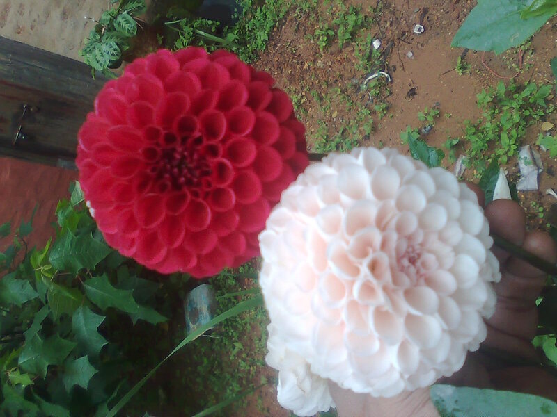 Two Dahlia Flowers