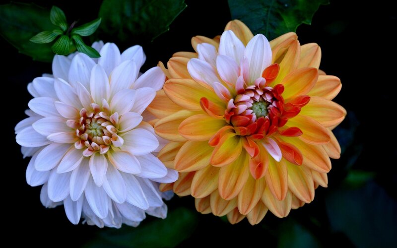 Two Dahlia Flowers — White, Dramatic