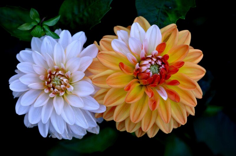 Two Dahlia Flowers — White