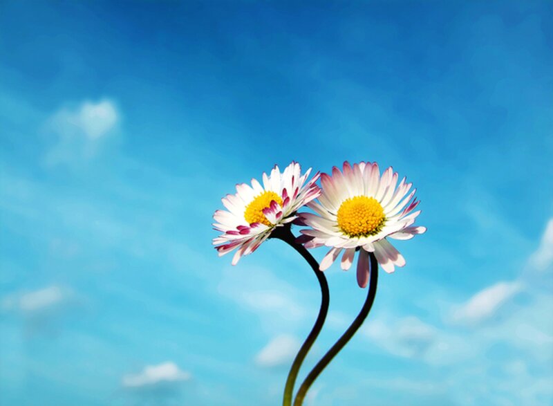 Two Daisies Against Sky