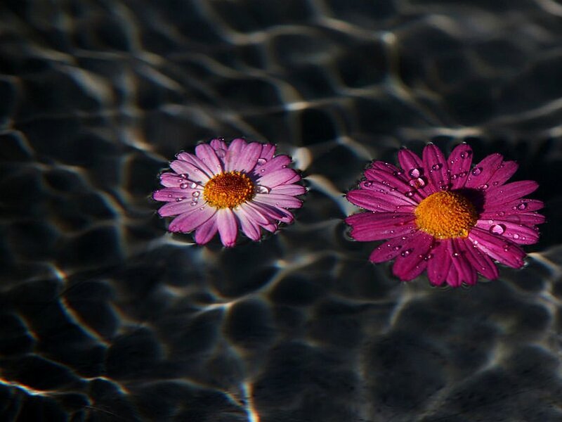Two Daisies Floating