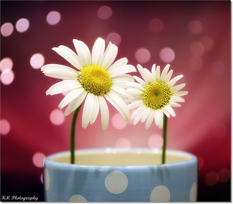 Two Daisies in a Cup