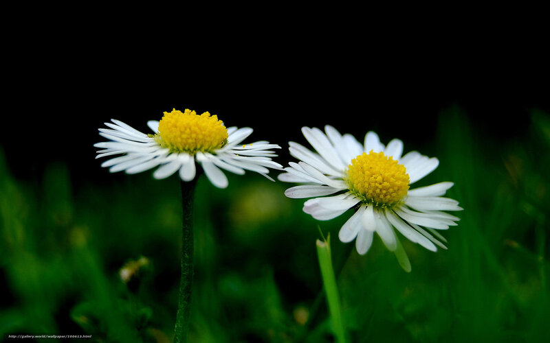 Two daisies in a field
