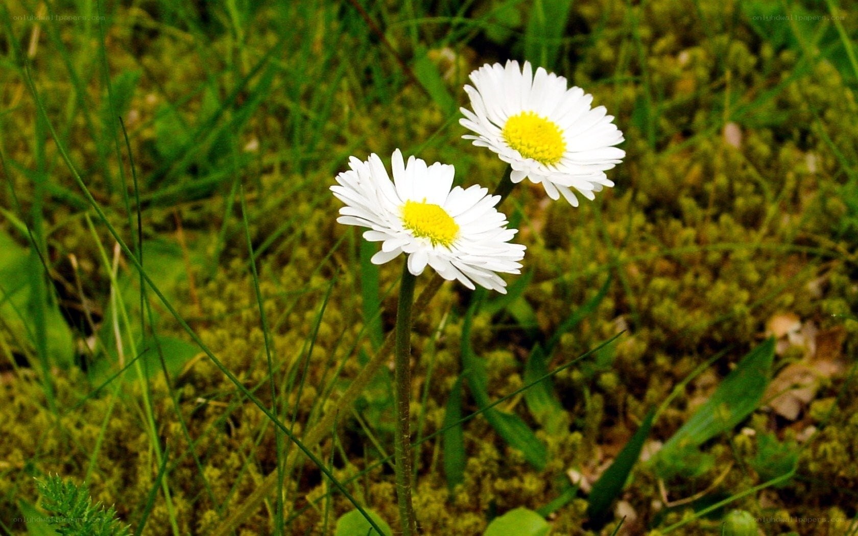 Two daisies in a grassy field
