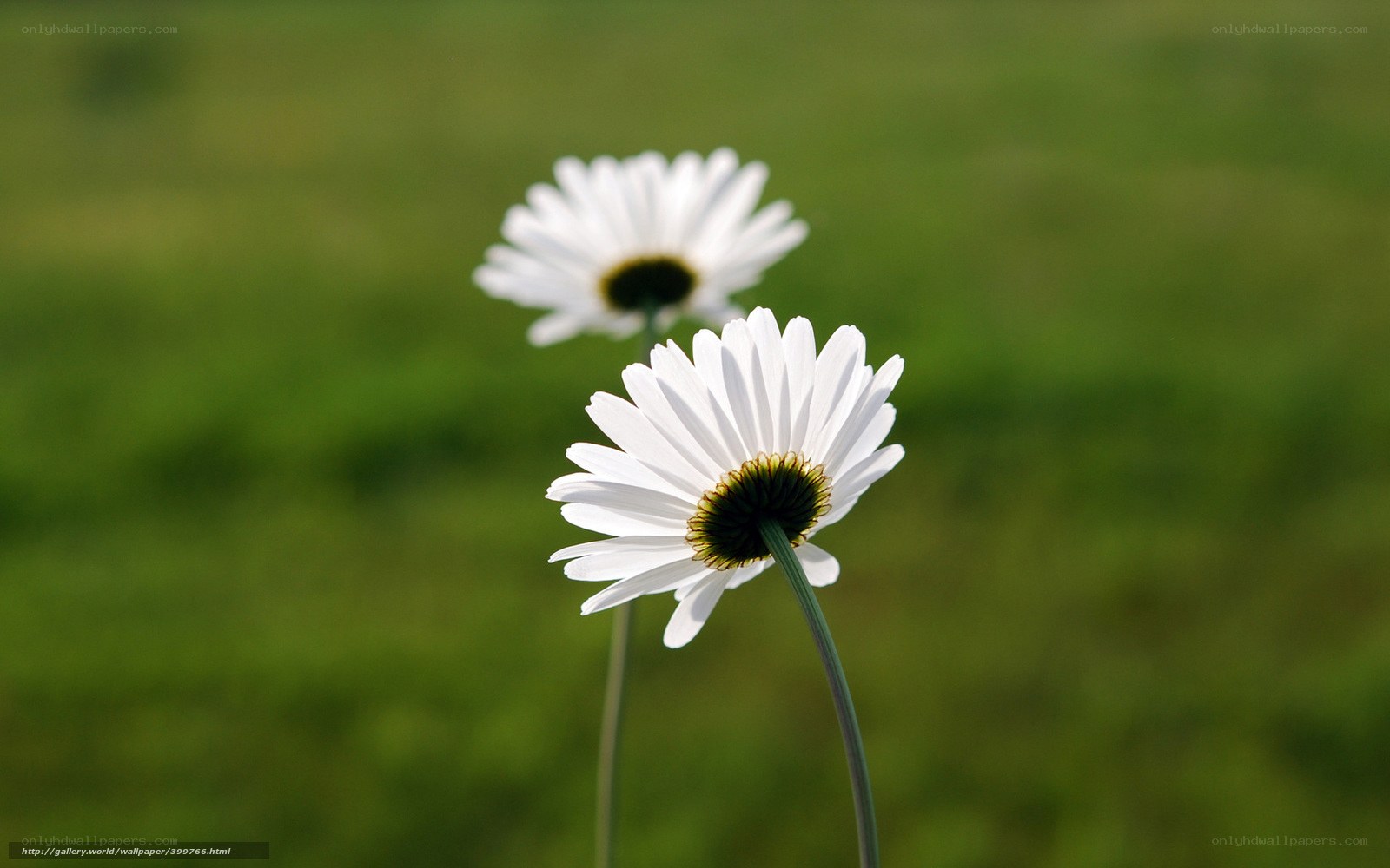Two daisies in a green field