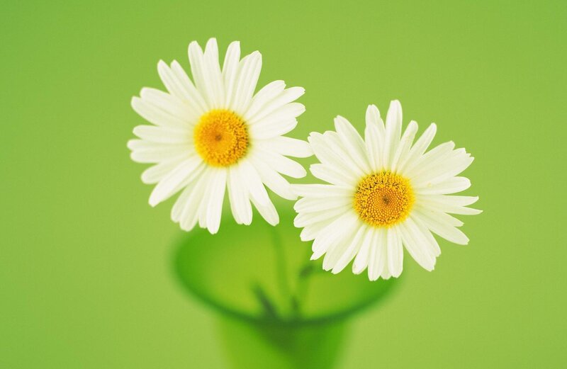 Two Daisies in a Vase