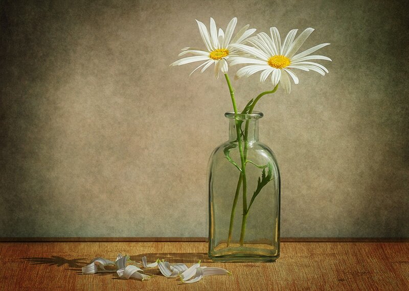 Two Daisies in a Vase — White