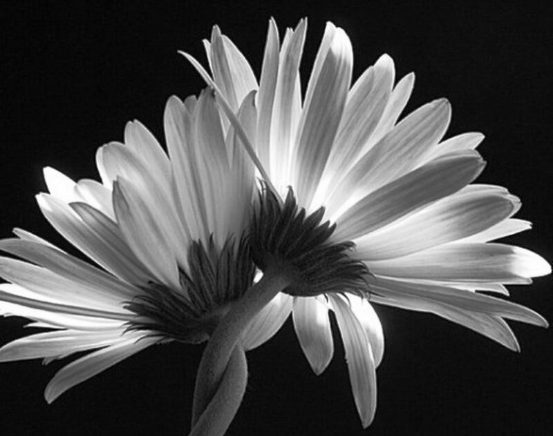 Two Daisies in Black and White