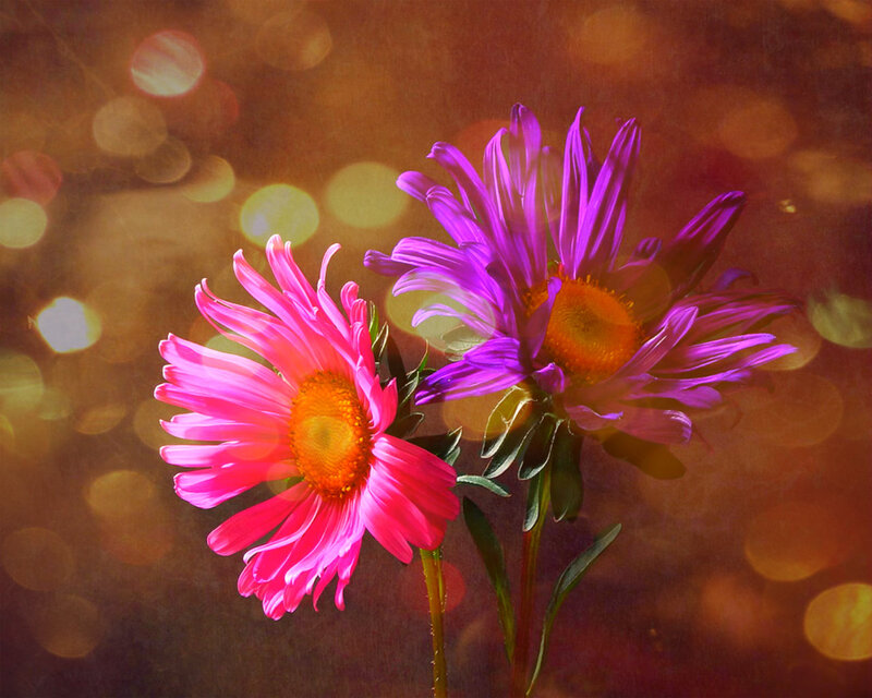 Two Daisies in Bloom — Pink, Dreamy