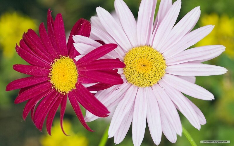 Two Daisies in Bloom — Pink