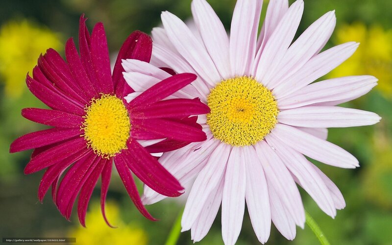 Two daisies in bloom
