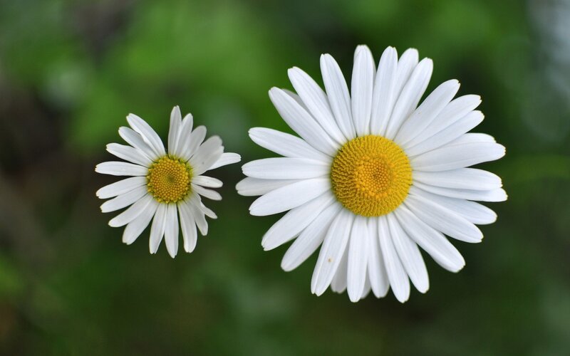 Two Daisies in Bloom — White, Serene