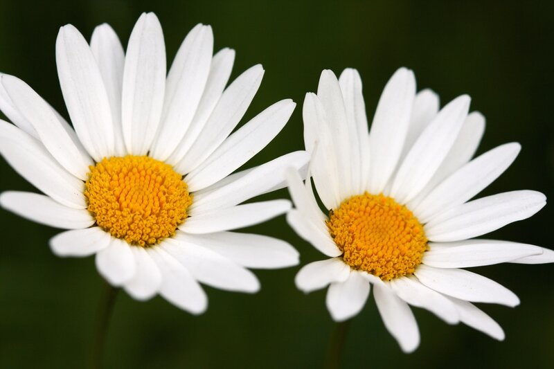 Two Daisies in Bloom — White
