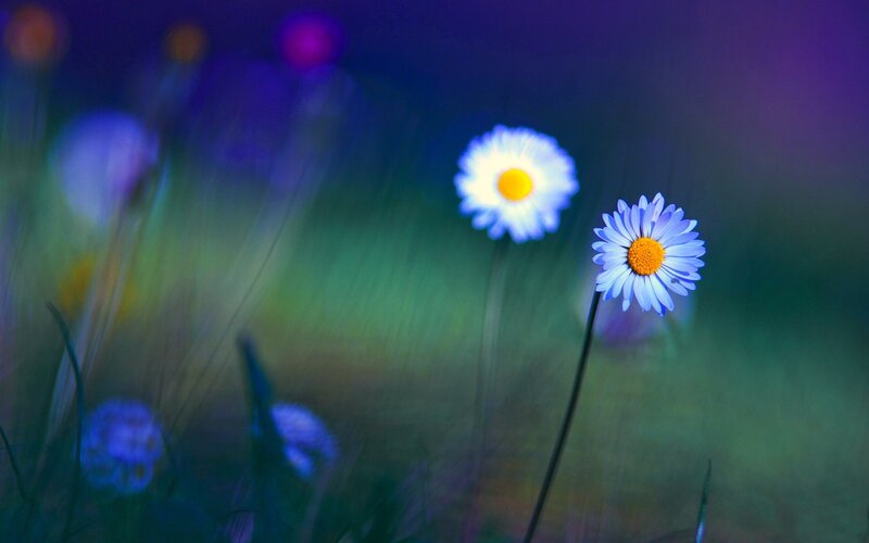Two Daisies in Field — Blue